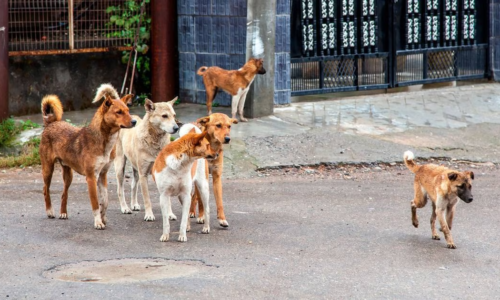 En Marruecos matan perros callejeros para “embellecer calles” durante el Mundial de Clubes