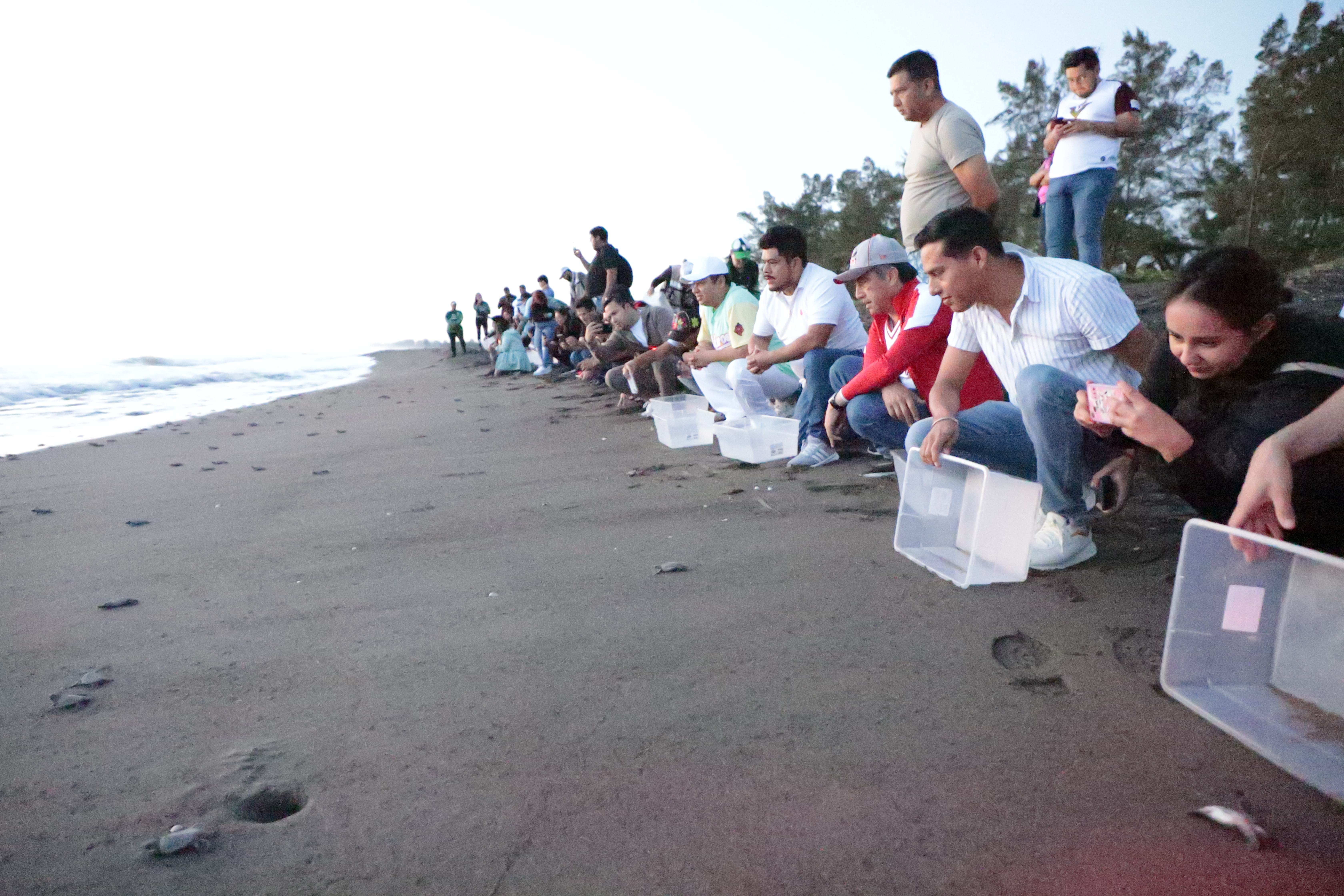 Encabeza Gobernador liberación de 250 crías de tortuga marina en Nautla