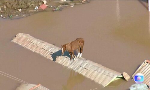 Rescatan a caballo atrapado en techo durante inundaciones en Brasil