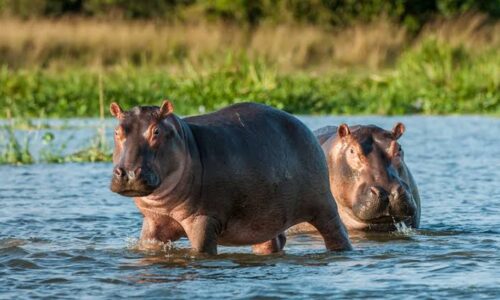 Los hipopótamos de Pablo Escobar: Una invasión inesperada en Colombia