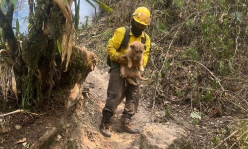Un nuevo héroe en la brigada forestal del Pico de Orizaba