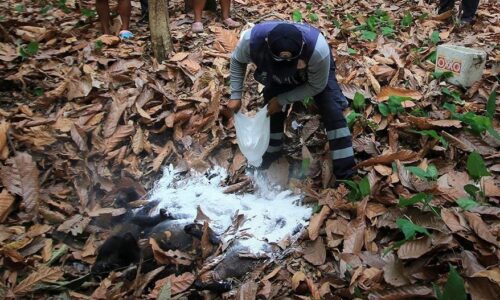 Expertos y activistas exigen emergencia ecológica por muerte masiva de monos Saraguatos