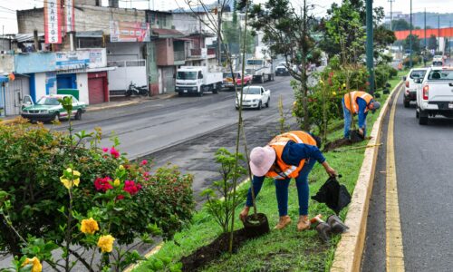 Realiza Ayuntamiento jornada de plantación de árboles