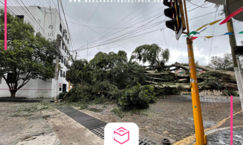 Caída de árbol causa daños a vehículos y crisis nerviosa en Xalapa
