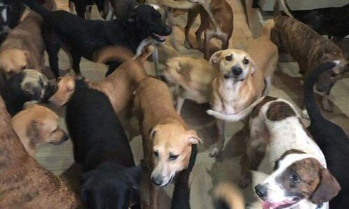 Rescatan a 200 perritos en Quintana Roo del Huracán Beryl