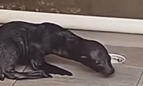 Nace lobo marino en el Aquarium; Ven y conoce esta fascinante especie